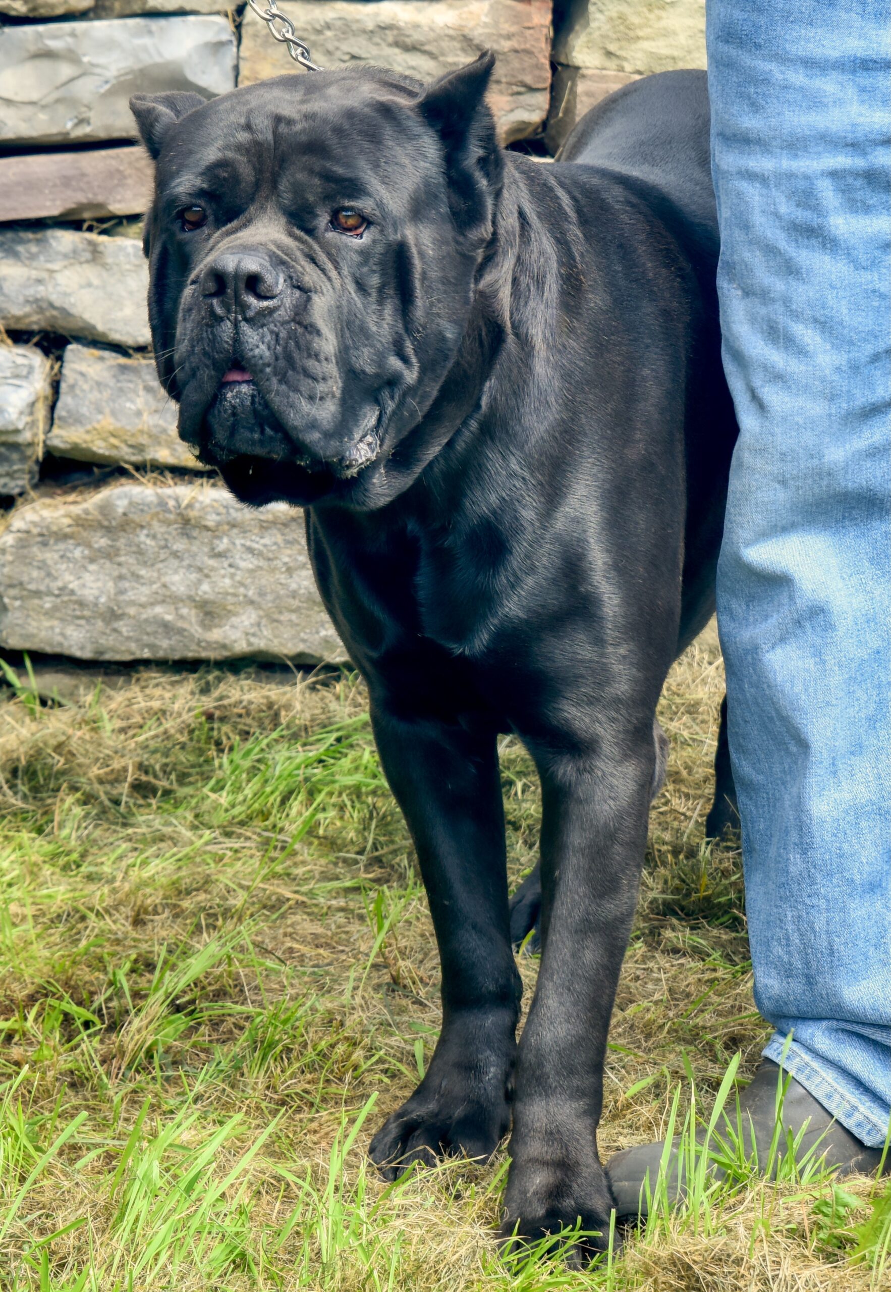 Males – Warhammer Cane Corso