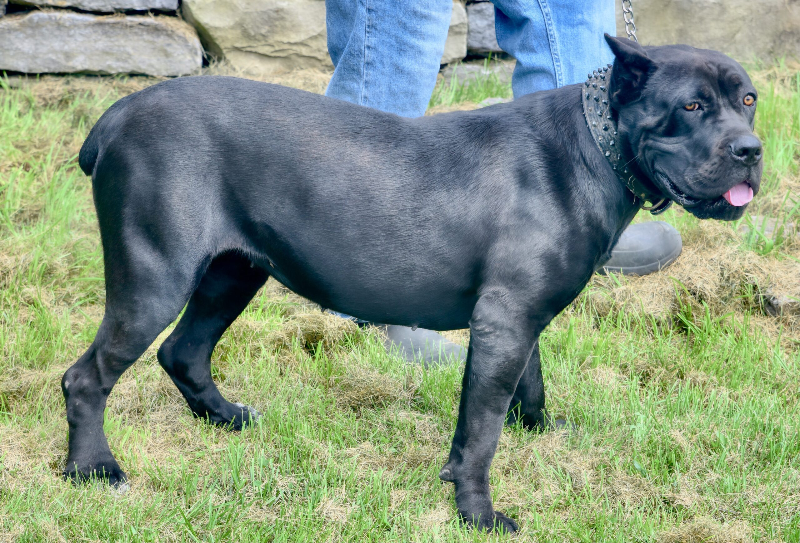 Females – Warhammer Cane Corso