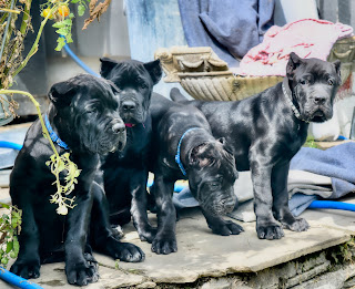 KRATOS  Royal Cane Corso