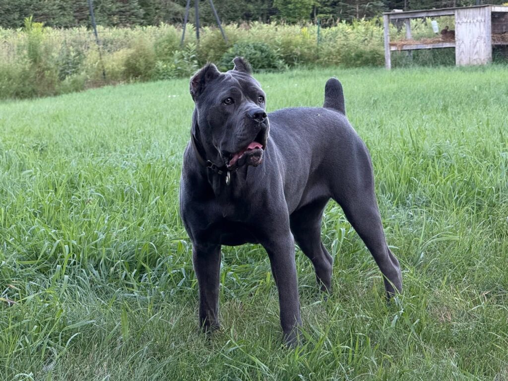 A strong Warhammer cane corso dog